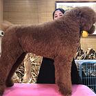 黄冈【巨贵犬舍】地址 巨贵一般价位