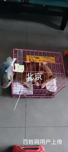 叶县宠物托运价格（猫狗活体快递邮寄） （2023今日 推荐运的图片