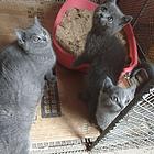 成窝蓝猫出售