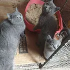 成窝蓝猫出售