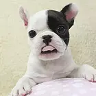 安庆买一只法斗需要多少钱，法斗犬舍地址
