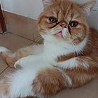加菲猫仔仔转让