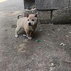 广西土猎犬