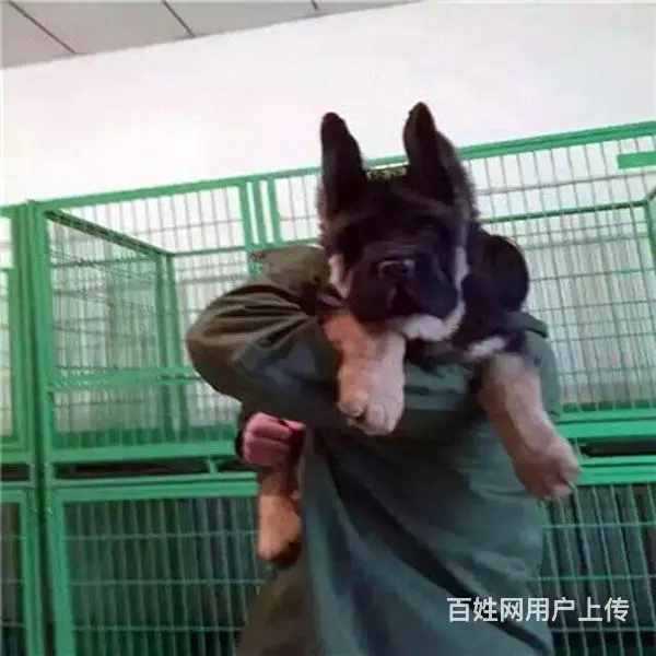 白山一个纯种的德牧卖多少钱|在哪可以买到的图片