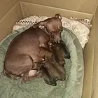 个人喂养小鹿犬
