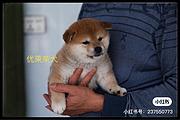 通化柴犬出售，活泼聪明健康《优莱柴犬犬舍》