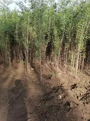 白榆树苗