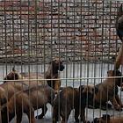 益阳哪卖马犬哪有马犬谁家的马犬靠谱