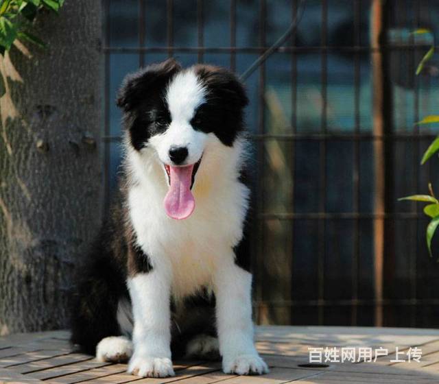 纯种边境牧羊犬幼犬出售高智商赛级边牧狗多少钱