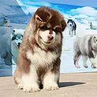 三门峡哪里有卖阿拉斯加 阿拉斯加价格美丽 品种纯正