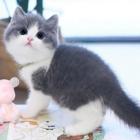 哪里有卖英国美国短毛的 短毛猫多少钱一只