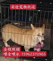 高州宠物托运{猫咪狗狗}活体速寄（承接所有活体运输安全高效2