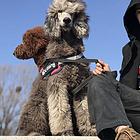 南平好看的巨贵哪里有卖 血统巨贵多少钱一头