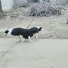 小狗找新家