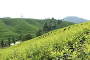 初秋的美好 黄金叶茶园 小戴白茶直销