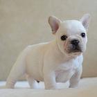 出售纯种法国斗牛犬 保证血统纯度 签订正规合同
