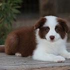 赛级边牧幼犬 高端品质 专业繁殖 保健康