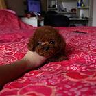 小体韩国赛级茶杯泰迪犬 精美玩具泰迪熊宝宝