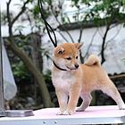 柴犬价格 赤红色柴犬 黑色柴犬 低价出售中  柴犬