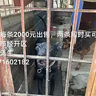 出售杜宾犬两只