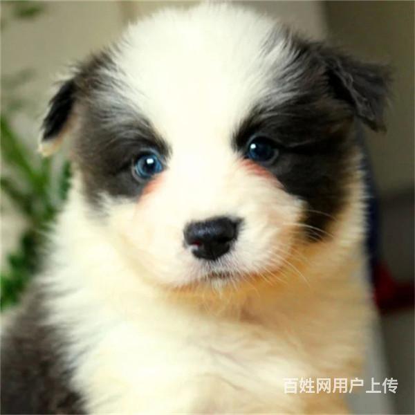 淄博CKU认证边牧基地  边牧犬舍直销的图片