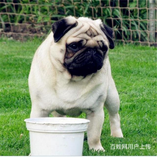 昌吉好看的巴哥哪里有卖 血统巴哥多少钱一头的图片
