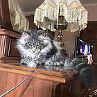 缅因猫多少钱一只  缅因猫好养吗 缅因猫成年多大
