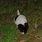免费赠送狗狗