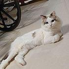 爱猫忍痛割爱