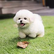 【货到付款】通辽比熊犬哪里有 完美比熊血统赛级挑选