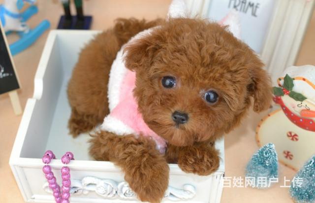 纯种精品泰迪熊犬颜色多用健康活泼智商超高蔚