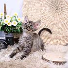 哪里有德文卷毛猫卖的 卷毛猫多少钱 卷毛猫好养吗
