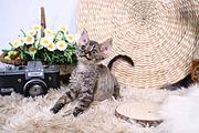 哪里有德文卷毛猫卖的 卷毛猫多少钱 卷毛猫好养吗