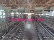 闲置蛋鸡养殖设备一套