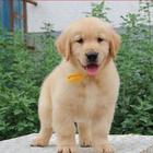 咸宁金毛幼犬,大骨架品相好,纯种健康公母多只挑