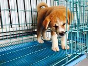 济源【*推荐】秋田犬舍‖秋田养殖场