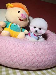 出售哈多利球体博美犬 博美俊介 长相甜美