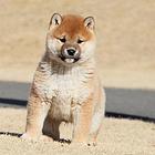 唐山CKU认证柴犬犬舍 双血柴犬多少钱