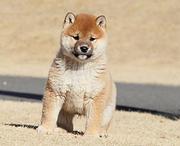 玉溪柴犬在宠物店一般卖多少钱一只