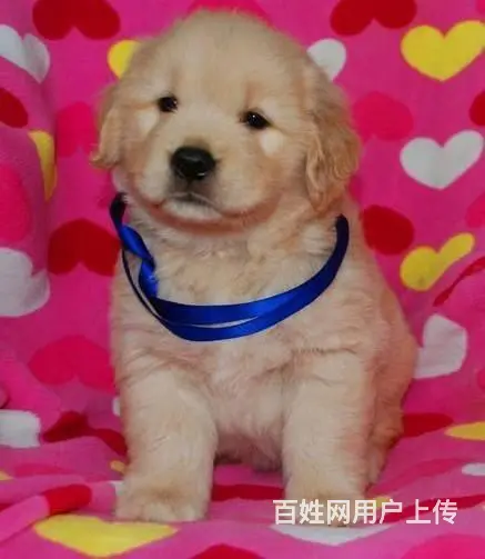 出售纯种大头金毛犬 枫叶系金毛犬 赛级金毛犬价格的图片