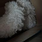 出售比熊犬