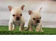 唐山专业繁殖纯正血统法国斗牛犬 英国斗牛犬