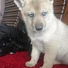 出售捷克狼幼犬。