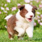 [货到付款犬舍]池州有边牧犬卖吗 边牧多少钱图