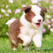 [货到付款犬舍]鞍山有边牧犬卖吗 边牧多少钱图
