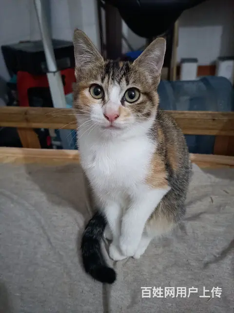 【搞定了！】3个月大中华田园猫 小橘猫 三花猫白猫领养了的图片
