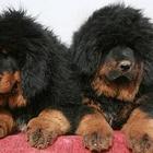 云南买藏獒 昆明藏獒幼犬出售