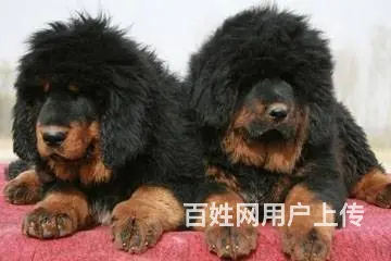 云南买藏獒 昆明藏獒幼犬出售的图片