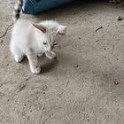 多只宠物猫急售