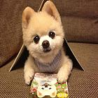 洛阳首家博美犬舍 靠谱的博美养殖基地
